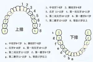 了解儿童换牙的正确顺序与年龄，宝宝换牙时间表